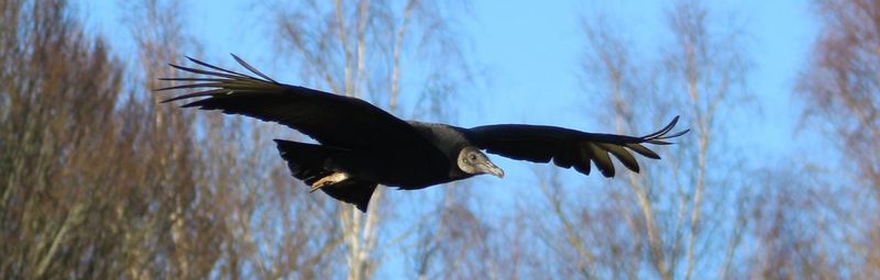 Low angle view of eagle flying against sky