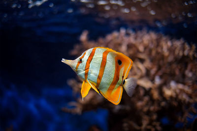 Close-up of fish swimming in sea