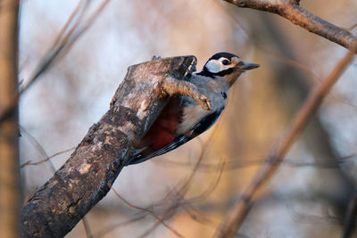 Close-up of bird perching on branch