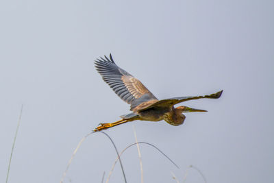 Low angle view of eagle flying against clear sky