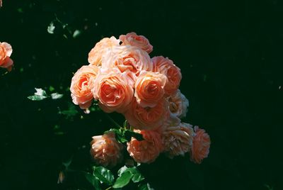 Roses growing at park
