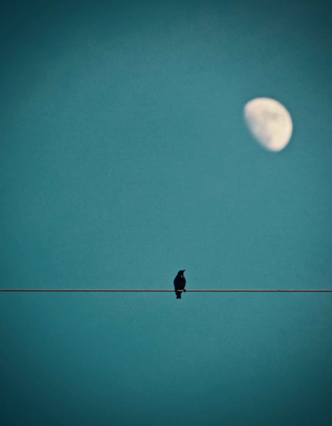 Bird on a wire under the moon