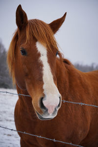 Close-up portrait of horse in ranch