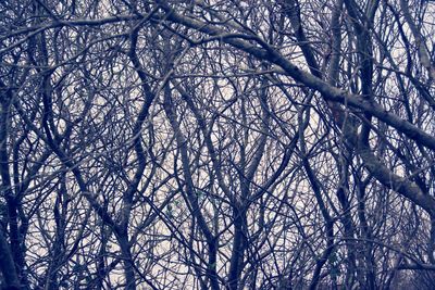 Low angle view of bare trees in forest during winter