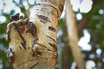 Close-up of tree trunk