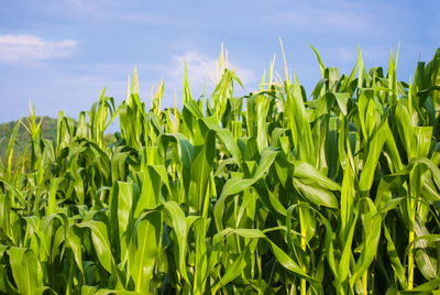 Crops growing on field against sky