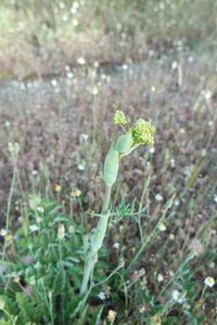 Close-up of plant growing in field