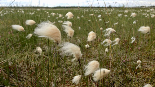 View of sheep on field