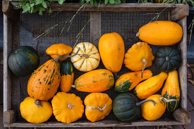 Decorative gourds and mini pumpkins at farmers market.