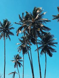 Low angle view of palm trees against clear blue sky