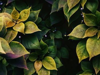 Full frame shot of leaves