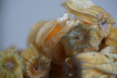 Close-up of dried flowers