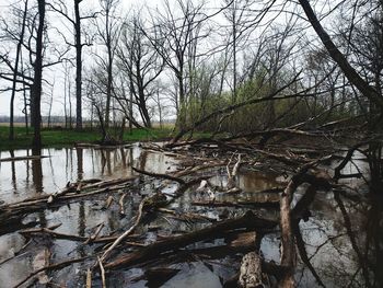 Bare trees in forest