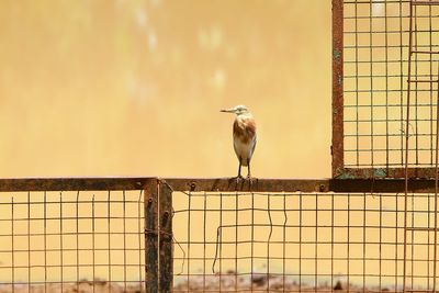 Bird perching on a wall