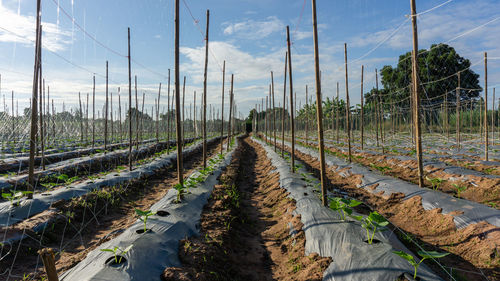 Panoramic view of agricultural field against sky
