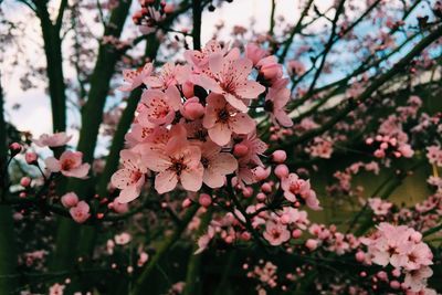 Close-up of pink flowers on branch