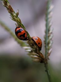 Red lady bug. 