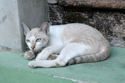 Portrait of cat lying on wall