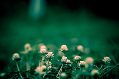 Close-up of flowering plants on field