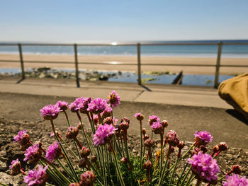 Close-up of pink flowering plants at beach against sky