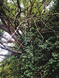 Low angle view of trees in forest