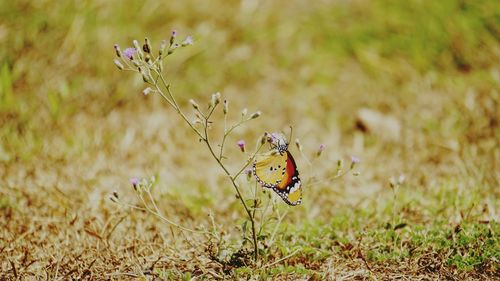 Close-up of butterfly perching on flower in field