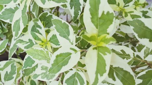 Full frame shot of plants