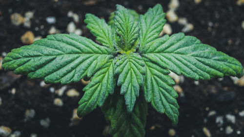 High angle view of green leaves