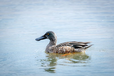 Duck swimming in lake