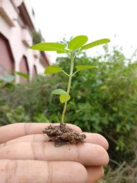 Close-up of hand holding small plant