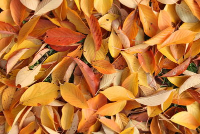 Full frame shot of orange leaves