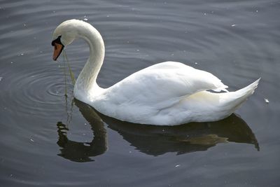 Swan swimming in lake