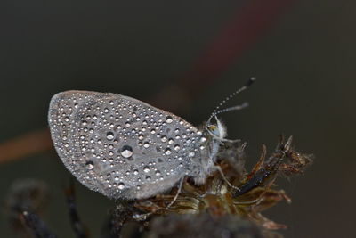 Close-up of butterfly