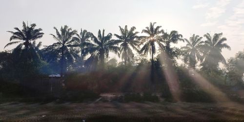 Palm trees on field against sky