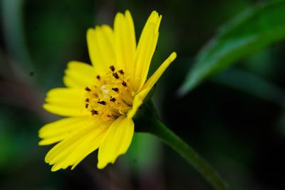 Close-up of yellow flower