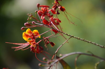 Close-up of insect on red flowering plant