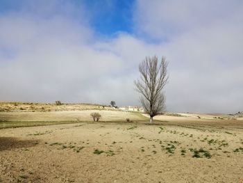 Bare tree on field against sky