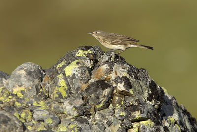 Close-up of bird perching on rock