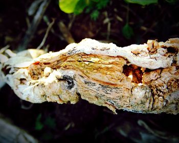 Close-up of mushroom growing on tree trunk