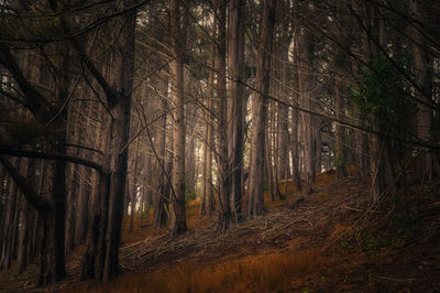 Trees growing in forest