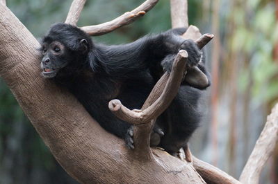 Close-up of monkey on branch