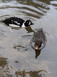 High angle view of ducks swimming in lake