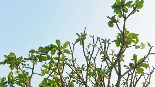 Low angle view of plants against clear sky