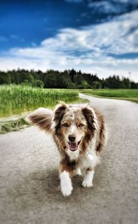 Portrait of dog on field
