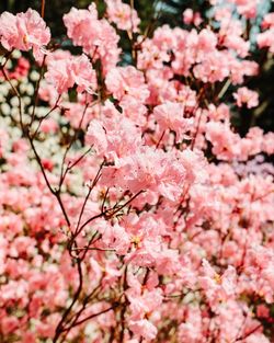 Close-up of pink cherry blossoms in spring