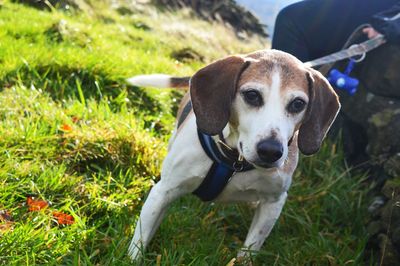 Portrait of dog on field