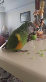 Close-up of hand feeding bird