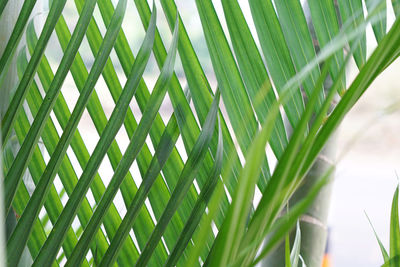 Low angle view of palm leaf