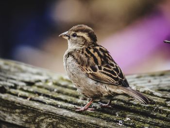 Close-up of bird perching on wood