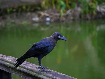 Close-up of bird perching on lake